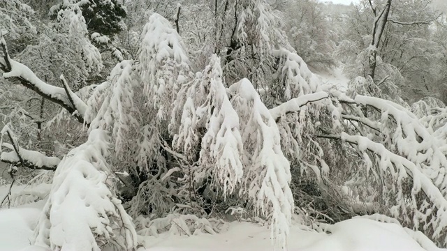 冬天，大雪覆盖着树枝视频素材