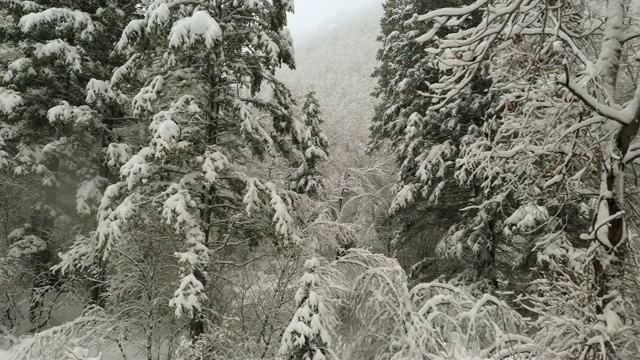 暴风雪中，大雪覆盖着松树视频素材