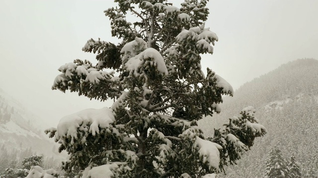 摇过白雪覆盖的松树视频素材