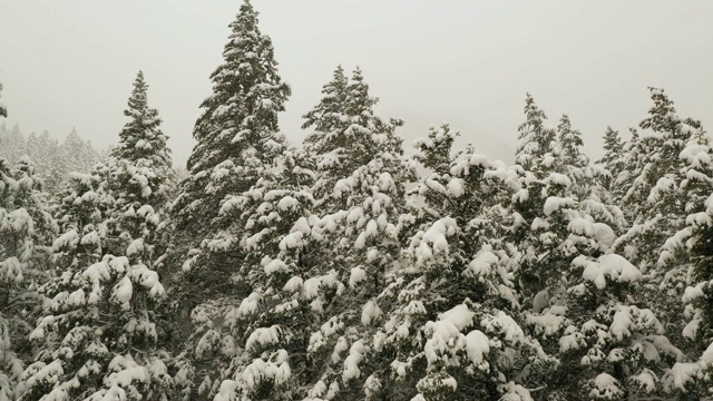 沿着一群被雪覆盖的松树视频素材