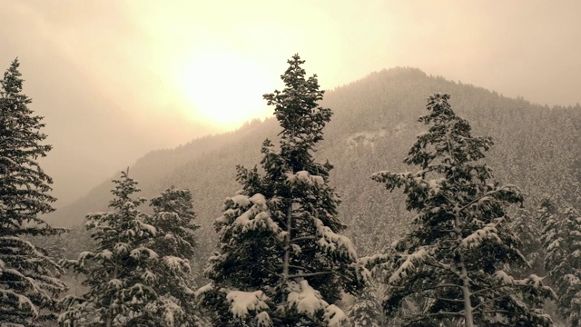 阳光透过云层照射在覆盖着积雪的松树上视频素材