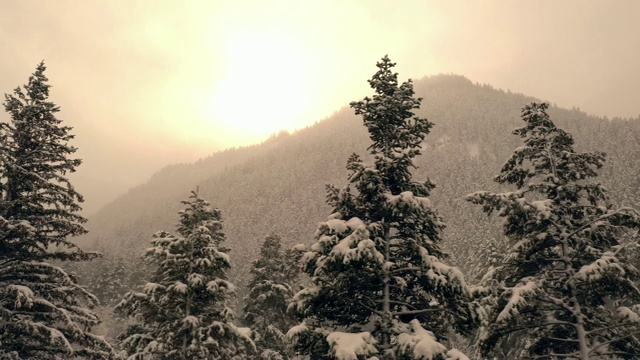 阳光照耀森林，覆盖着白雪的松树视频素材