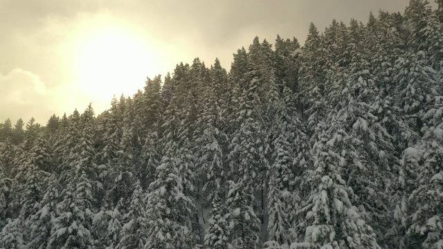 飞过白雪覆盖的山林，朝着太阳飞去视频素材