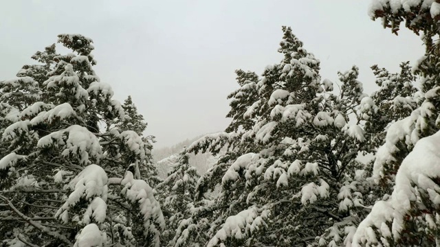 飞过白雪覆盖的松树视频素材