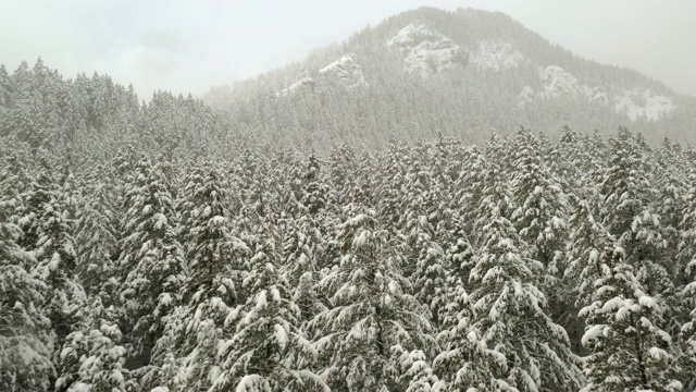 森林被暴风雪覆盖的景色视频素材