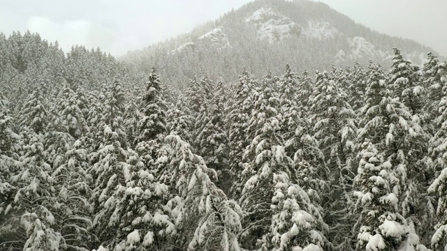 在松树林里，在积雪覆盖的树梢上滑翔视频素材