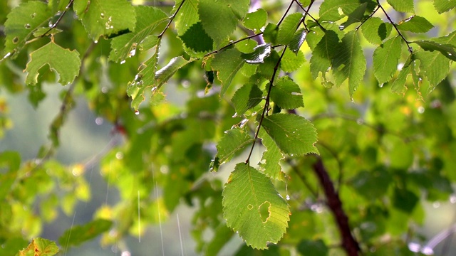 夏日的雨滴落在绿叶上。森林中的雨视频素材