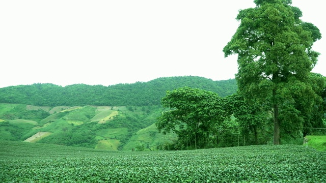 4K摄影在早晨拍摄生长在高山茶园的绿茶和茶叶。视频素材