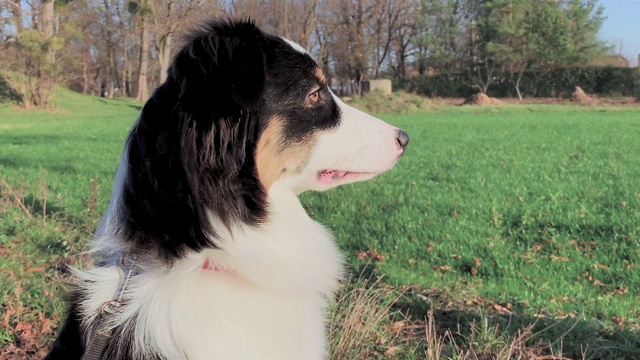 肖像犬澳大利亚牧羊犬视频素材