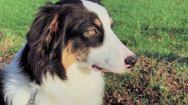 肖像犬澳大利亚牧羊犬视频素材