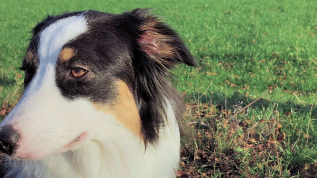 肖像犬澳大利亚牧羊犬视频素材