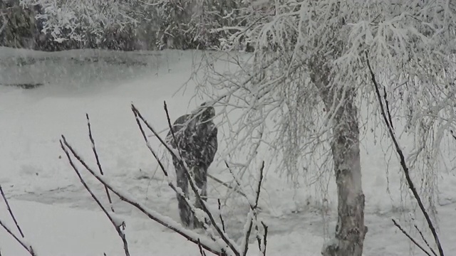 人在雪中移雪视频素材