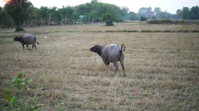 泰国农田里的水牛:4k视频素材
