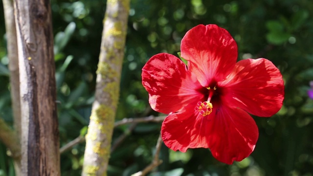 芙蓉花视频素材