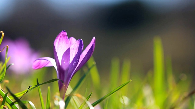 紫孤独的番红花视频素材