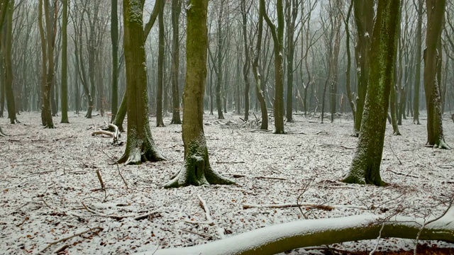 冬天的景色在山毛榉森林与戏剧性的形状在一个雾蒙蒙的雪林在寒冷的冬天的一天视频素材