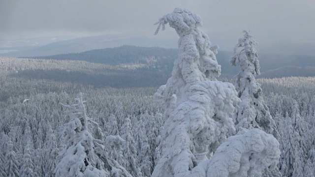 美丽的山云杉森林与雪在冬天视频素材