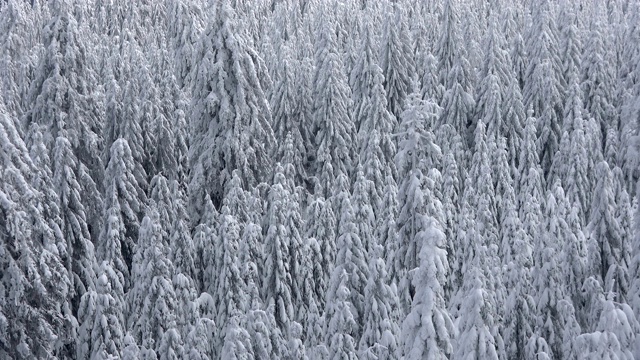 美丽的山云杉森林与雪在冬天视频素材