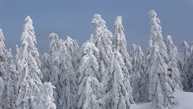 美丽的山云杉森林与雪在冬天视频素材