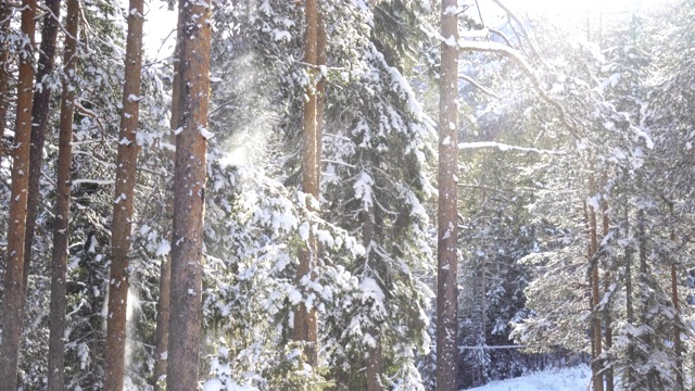 冬季山地森林景观和从树上飘落的雪视频下载