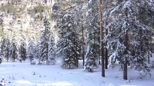 冬季山地森林景观和从树上飘落的雪视频下载