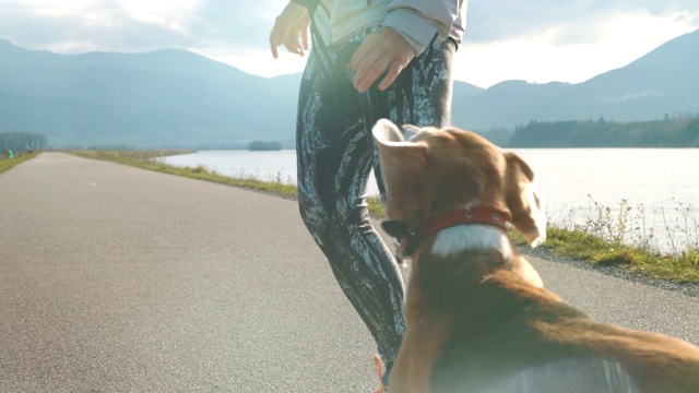 在晨跑中，年轻的女性和她的小猎犬鬼混视频素材