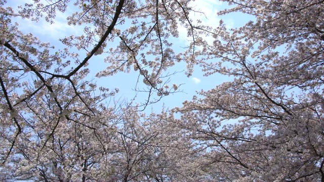 美丽的樱花或樱花在日本东京视频素材