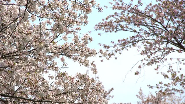 美丽的樱花或樱花在日本东京视频素材