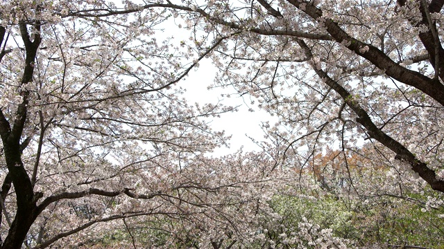 美丽的樱花或樱花在日本东京视频素材