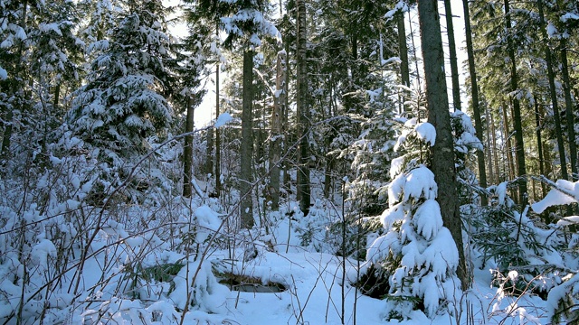 阳光和白雪覆盖的树木视频素材