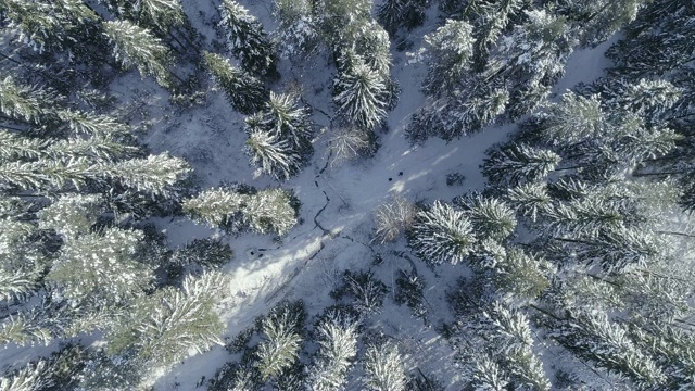 在阳光明媚的冬日里，杉树被雪覆盖着视频素材