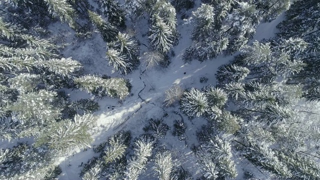 在阳光明媚的冬日里，杉树被雪覆盖着视频素材