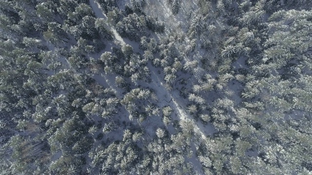 在阳光明媚的冬日里，杉树被雪覆盖着视频素材