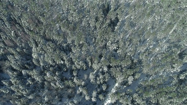 在阳光明媚的冬日里，杉树被雪覆盖着视频素材