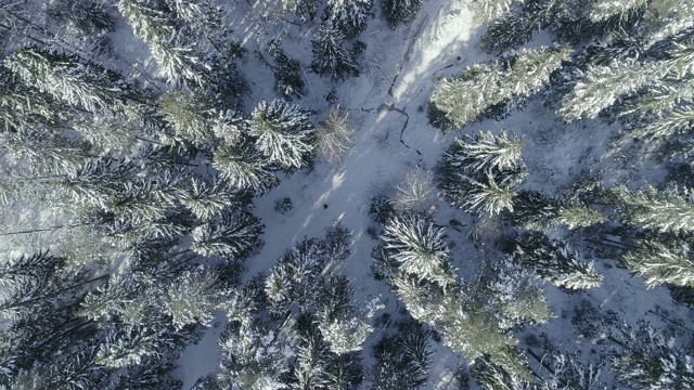 在阳光明媚的冬日里，杉树被雪覆盖着视频素材