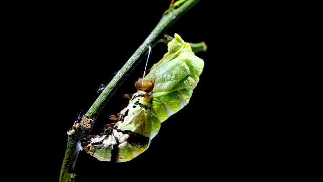 毛毛虫蜕变成茧的时间流逝视频素材