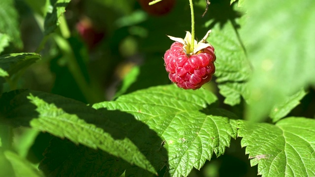 花园里成熟的树莓枝。视频素材