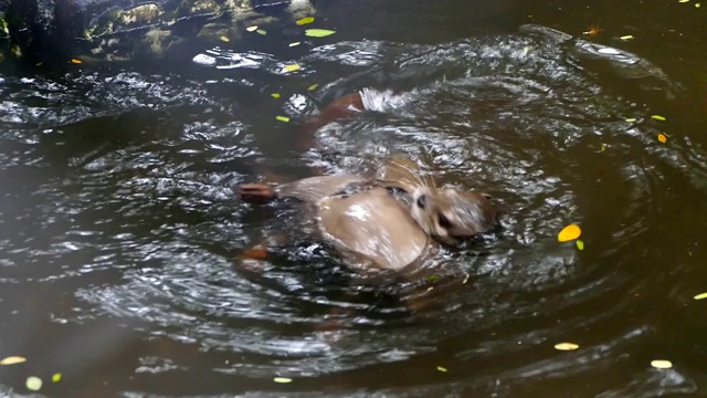 水獭在池塘里视频下载