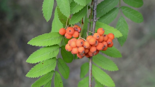 成熟的花梨花浆果在风中摇摆。视频素材