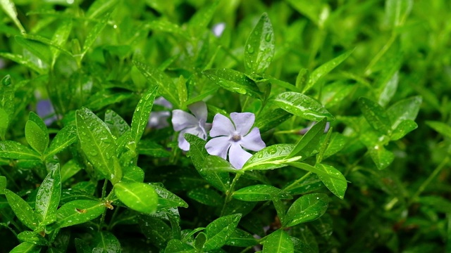 在鲜花盛开的春天，雨点落在鲜绿的草地上视频下载