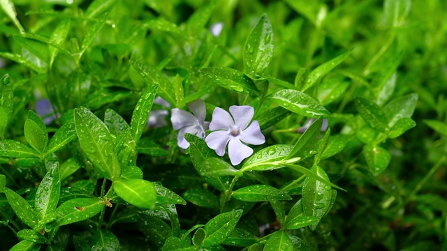 在鲜花盛开的春天，雨点落在鲜绿的草地上视频下载