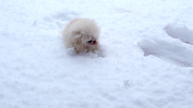 毛茸茸的小哈巴狗在雪中快乐。视频素材