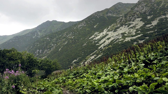 山在雨和雾。雨滴滴落，山气湿冷。雾中的树木丛生的小山视频素材