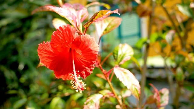 红色的芙蓉花视频素材