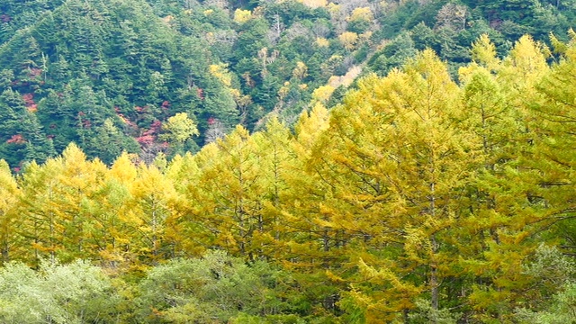 自然视频近距离的树木在山顶在秋天的树叶。位于日本长野县阿尔卑斯山脉北部，以旅游和自然为理念。视频素材