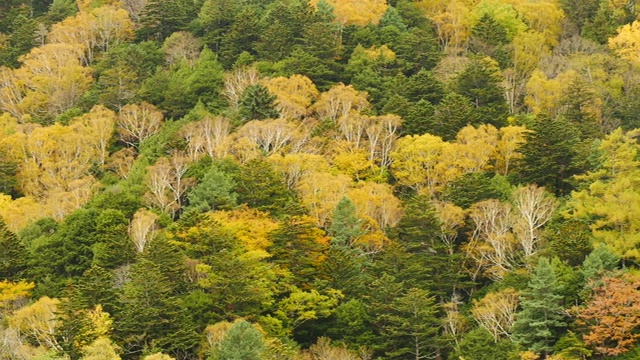 自然视频近距离的树木在山顶在秋天的树叶。位于日本长野县阿尔卑斯山脉北部，以旅游和自然为理念。视频素材