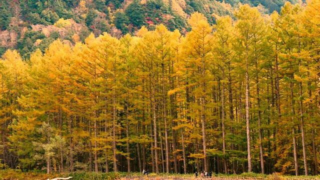 位于日本长野县阿尔卑斯山北部的阿祖萨有一条河流流经，以山脉为背景，以旅游和自然为概念。视频素材