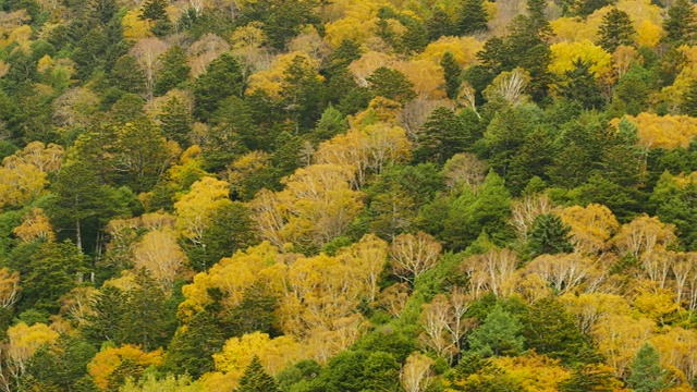 自然视频近距离的树木在山顶在秋天的树叶。位于日本长野县阿尔卑斯山脉北部，以旅游和自然为理念。视频素材