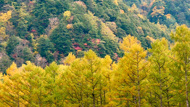 自然视频近距离的树木在山顶在秋天的树叶。位于日本长野县阿尔卑斯山脉北部，以旅游和自然为理念。视频素材