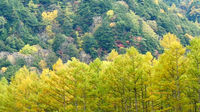 自然视频近距离的树木在山顶在秋天的树叶。位于日本长野县阿尔卑斯山脉北部，以旅游和自然为理念。视频素材